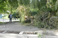 Зламане після зливи дерево досі заважає відвідувачам центрального парку Луцька