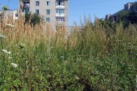 Благоустрій по-волинськи: місто перетворюється у «дрімучий ліс»