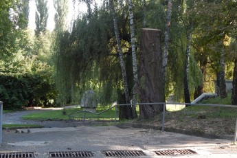 Дерево, яке після зливи повалилося у центральному парку Луцька, прибрали