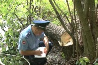На Волині дерево вбило чоловіка