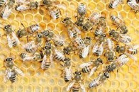 Луцькі депутати «зажали» 85-річному пенсіонеру землю для розведення бджіл