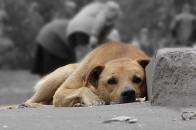 Півмільйона гривень - на безпритульних тварин у Луцьку
