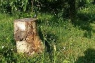 На Волині незаконно нарубали лісу більше, ніж на 5 тисяч