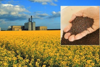 Волинь лідирує за рівнем урожайності ріпаку