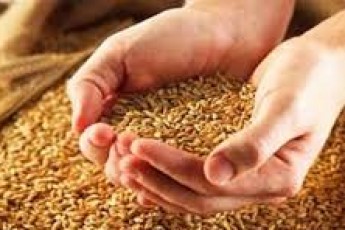 На Волині прогнозують зібрати рекордну кількість зерна