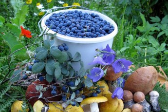 Антимонопольники кажуть, що волинські заготівельники ягід спеціально занижують ціни