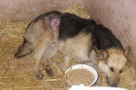 У луцькому притулку для тварин труять собак і котів, а на лучан вішають податок з їх утримання