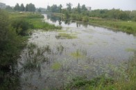 Волинська держекоінспекція взялась перевіряти річку в Ковелі, де поздихала уся риба