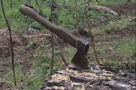 На Волині військових лісників можуть засудити через незаконну вирубку дерев