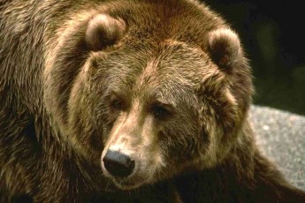 На Прикарпатті ведмідь ледь не відгриз чоловіку голову