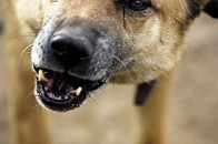 У Луцьку побільшало скарг на безпритульних собак