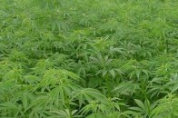У лісовому господарстві на Луганщині понад гектар землі засіяний коноплею