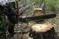 У Тернопільській області через вирубку лісу загинув чоловік
