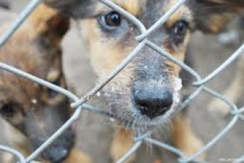 Луцьке КП «Ласка» не може розібратися з фінансуванням