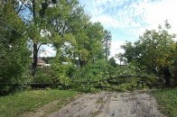 У Ківерцях сильний вітер повалив дерево