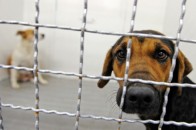 Луцькі депутати хочуть знати, чому муніципали охороняли зібрання тваринозахисників
