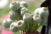 На Волині пенсіонерка вирощувала на городі понад 1,5 тисячі рослин маку