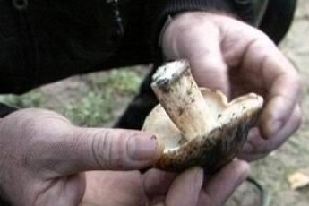 На Херсонщині п'ятеро людей отруїлися грибами, серед них - троє дітей