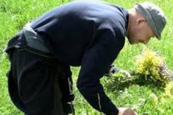 На Волині заготовляють лікарські рослини