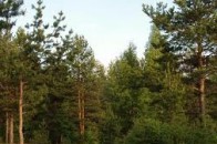 У волинських лісах будуть місця для куріння?