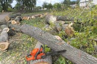 У Ківерцях зрізають небезпечні дерева