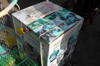Для чого Дана Новарчук збирає пожертви на утримання тварин, якщо КП «Ласка» не є притулком для чотирилапих?
