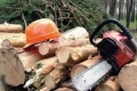 На Волині горе-лісник заплатив 5 тисяч гривень за зрізані дерева