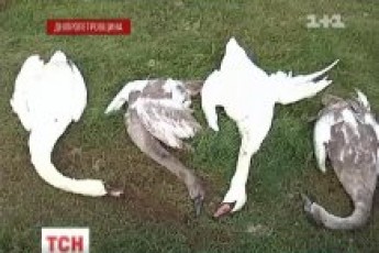 На Дніпропетровщині село повстало проти п'яних мажорів, які розстріляли лебедів