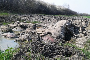 На Волині мертвих тварин хоронять просто на березі річки, - ЗМІ