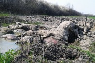 На Волині мертвих тварин хоронять просто на березі річки, - ЗМІ