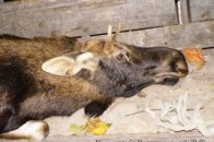 Волинські браконьєри застрелили лося