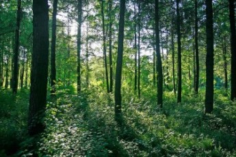Волинське ПрАТ “ТУР” відмовляється повертати державі 7065 гектарів лісів, на які не має правовстановлюючих документів