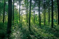 Волинське ПрАТ “ТУР” відмовляється повертати державі 7065 гектарів лісів, на які не має правовстановлюючих документів