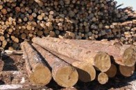 «Цуманське лісове господарство» «кинуло» картонний комбінат на 63 тисячі гривень