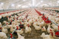 Проблемна птахофабрика - перша з продажу птиці на Волині
