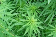 Двох молодих волинян спіймали з 10 грамами марихуани