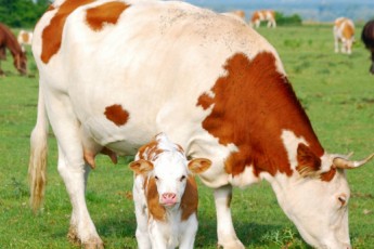 На Волині відкрили ще один пункт штучного осіменіння