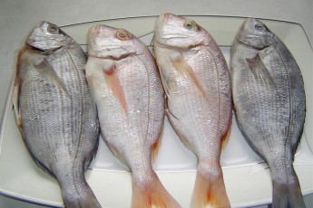 Як на Волині контролюють якість риби