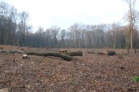 Під Луцьком вирубали старі дуби