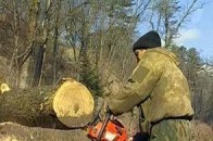 На Волині спіймали крадія-лісоруба