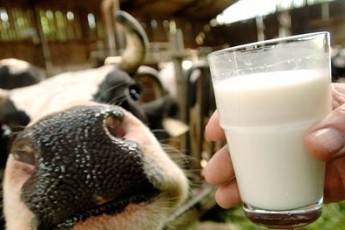 Волинські селяни продають молоко у спеціальних пунктах