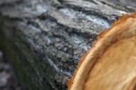 У Липинах біля сільської ради вирубали дерева