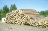 Волинські лісгоспи заробили чверть мільярда гривень за рік