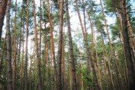 ТзОВ «Укрлісторг» не може заплатити понад 50 мільйонів гривень боргу