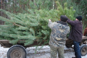 Перед Новим роком міліціонери ловитимуть продавців нелегальних ялинок