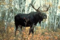 На Волині лось перестрибнув через автівку, коли та рухалась