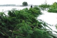 Де в Луцьку продаватимуть ялинки