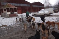 Чим у Луцьку возитимуть бродячих собак