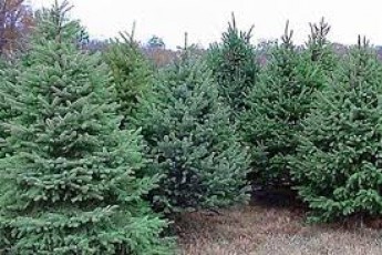 Який штраф платитимуть волиняни за зрубану ялинку