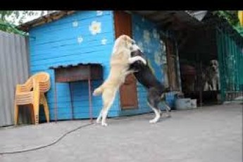 У селищі на Волині сутичка між собаками переросла у бійку їхніх господарів